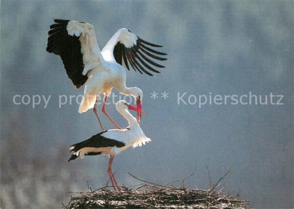 Storch