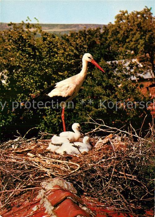 Storch Weissstorch Storchennest