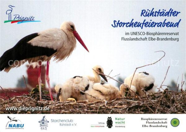 Storch Prignitz Rühstädter Storchenfeierabend