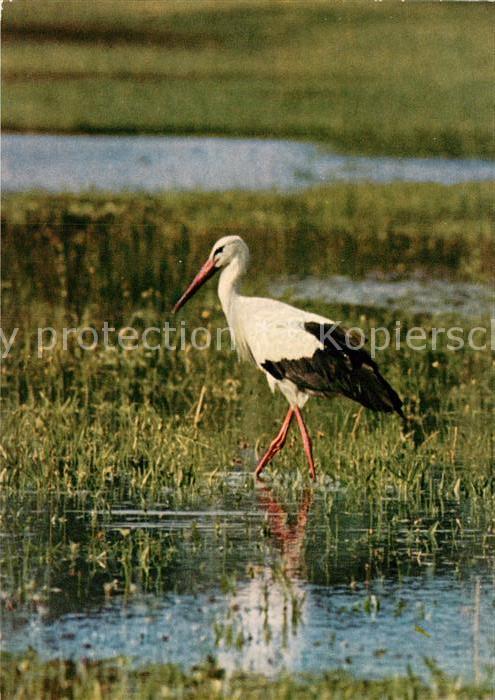 Storch Weisser Storch