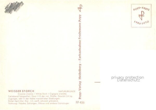 Storch Weisser Storch – Bild 2