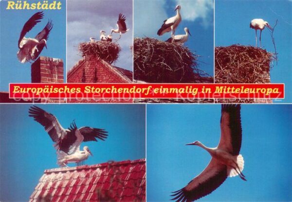 Storch Rühstädt