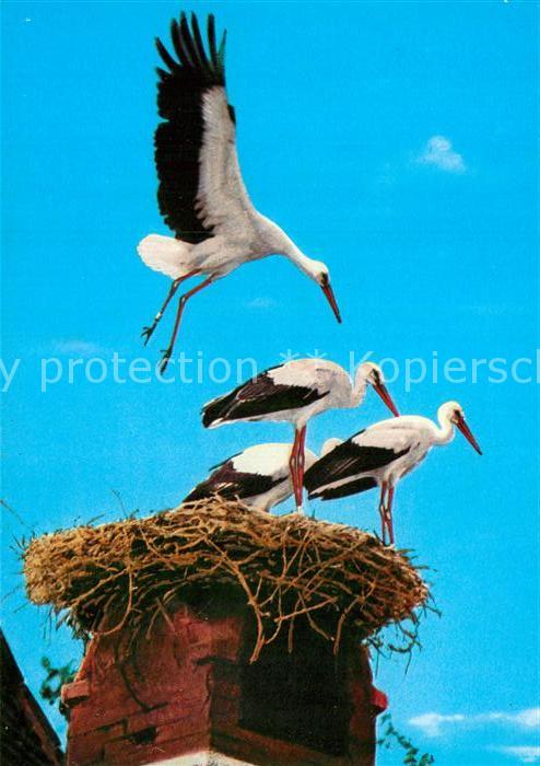 Storch Storchenhorst Neusiedlersee Burgenland