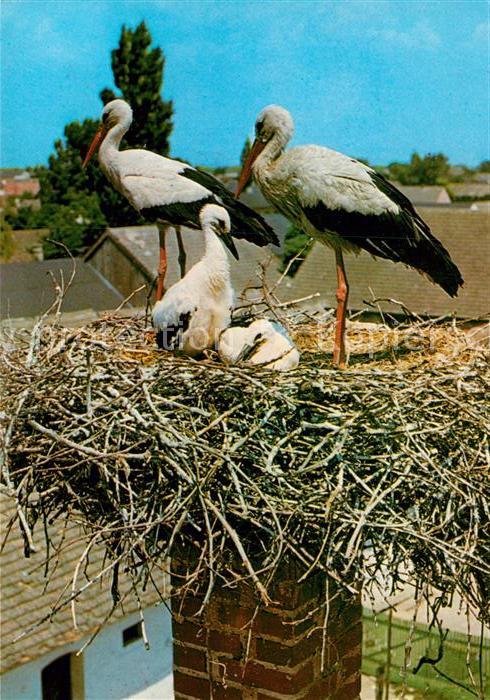 Storch Weissstorchfamilie Burgenland