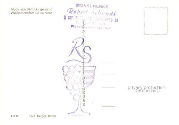 Storch Weissstorchfamilie Burgenland – Bild 2