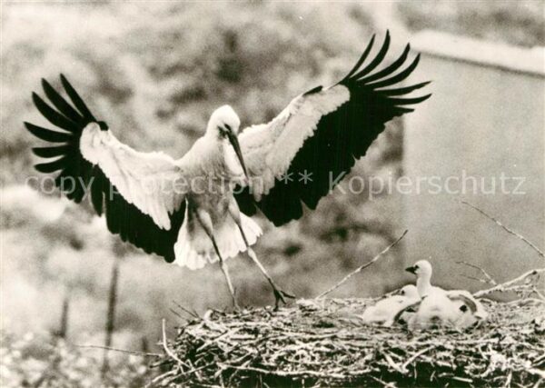 Storch Storchennest