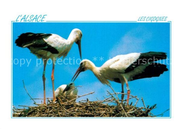 Storch Alsace