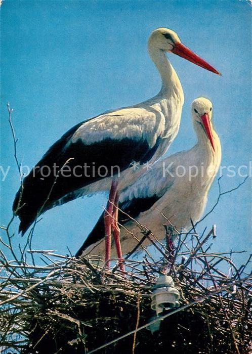 Storch