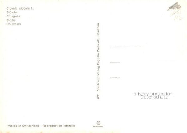 Storch – Bild 2