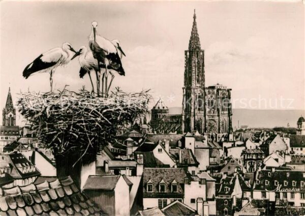 Storch Strasbourg Nid de Cigognes