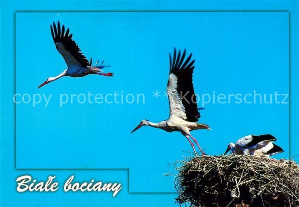 Storch Biale Bociany