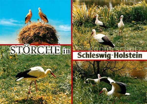 Storch Schleswig-Holstein