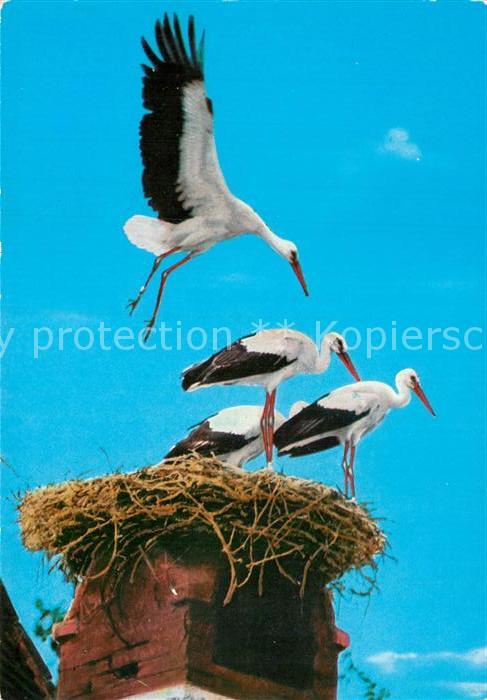 Storch Storchenhorst Neusiedlersee Burgenland
