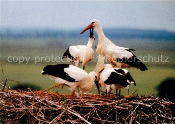 Storch Linum Weissstörche