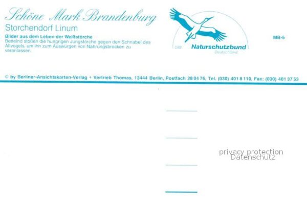 Storch Linum Weissstörche – Bild 2