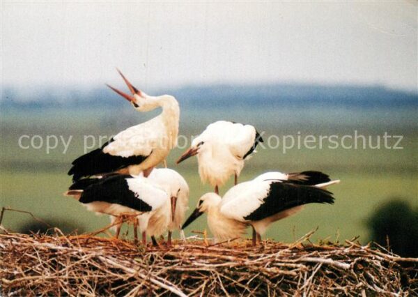 Storch Linum Weissstörche