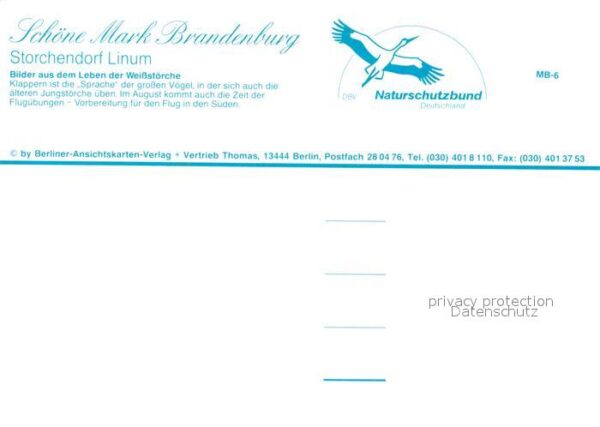 Storch Linum Weissstörche – Bild 2