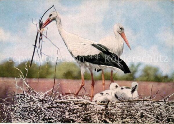 Storch Weisse Störche