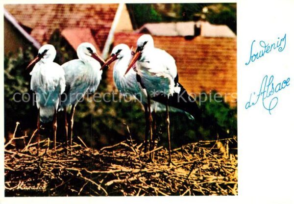 Storch Alsace