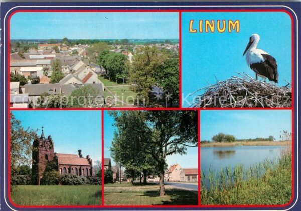Storch Linum