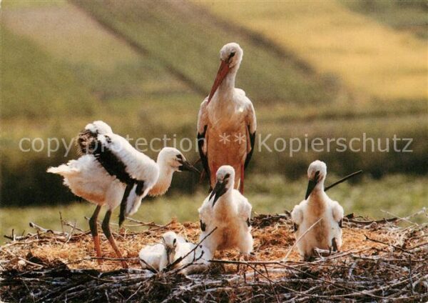 Storch Linum Weissstörche