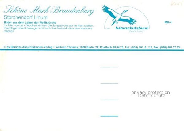 Storch Linum Weissstörche – Bild 2