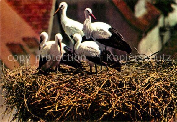 Storch Alsace Nid de Cigognes