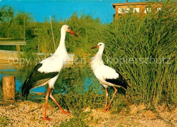 Storch Burgenland