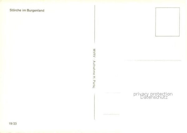 Storch Burgenland – Bild 2
