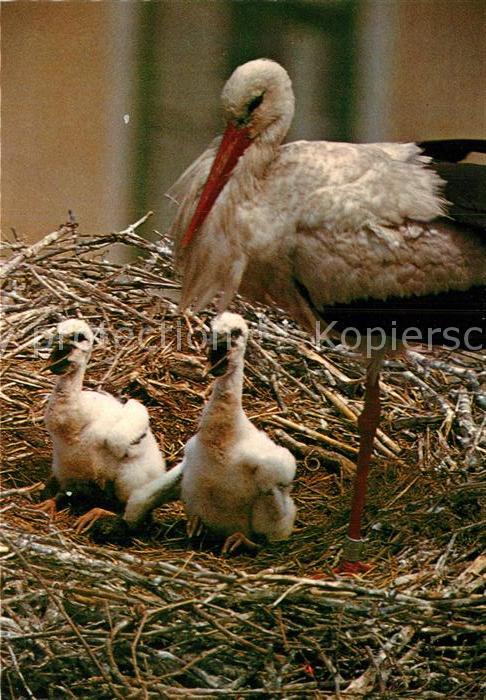 Storch Storchennest