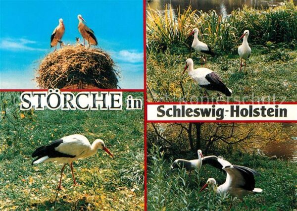 Storch Störche Schleswig-Holstein