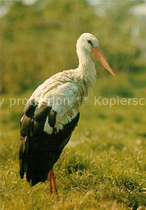 Storch Schwarzstorch