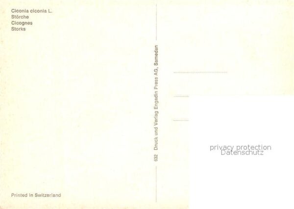 Storch – Bild 2