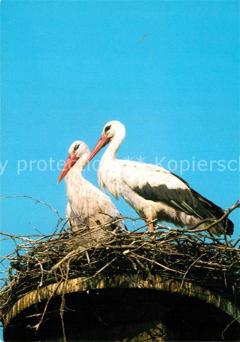 Storch Weissstorch