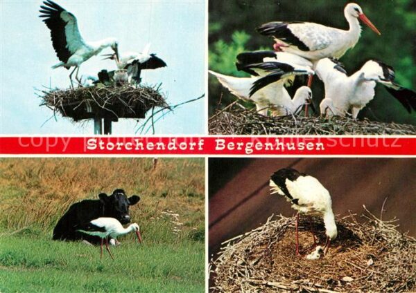 Storch Bergenhusen
