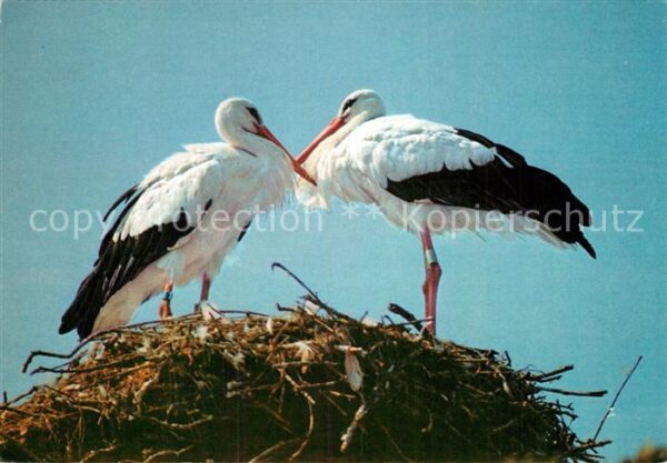 Storch