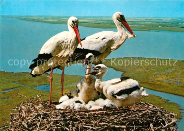 Storch Weisse Störche Storchennest