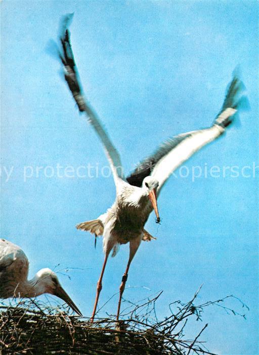 Storch