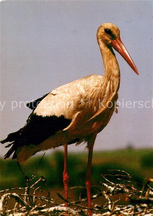 Storch Weissstorch
