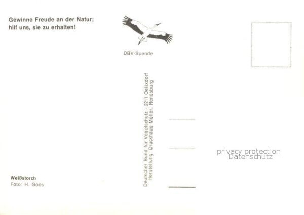 Storch Weissstorch – Bild 2