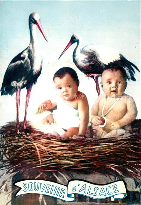 Storch Babys Alsace