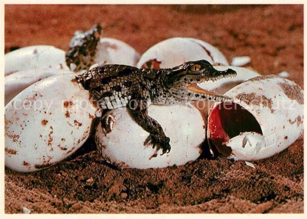 Krokodile Baby crocodiles hatching South Africa