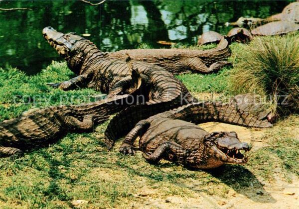 Krokodile Sao Paulo Jardim Zoologico