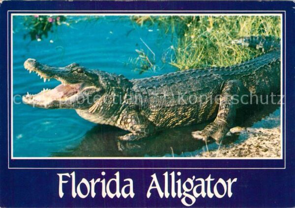 Krokodile Florida Alligator