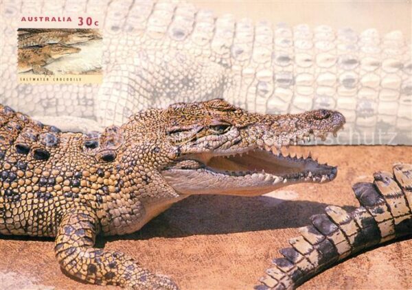 Krokodile Saltwater Crocodile
