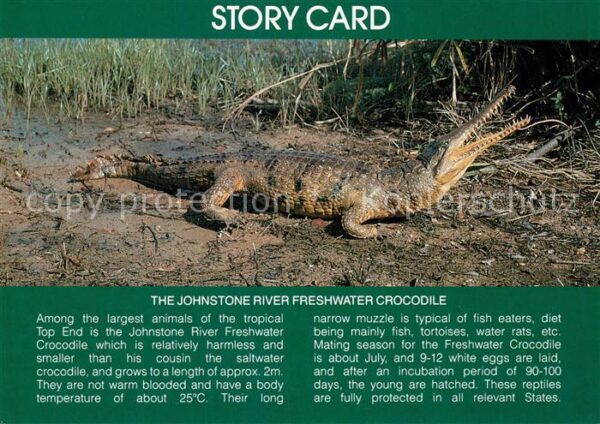 Krokodile Johnstone River Freshwater Crocodile