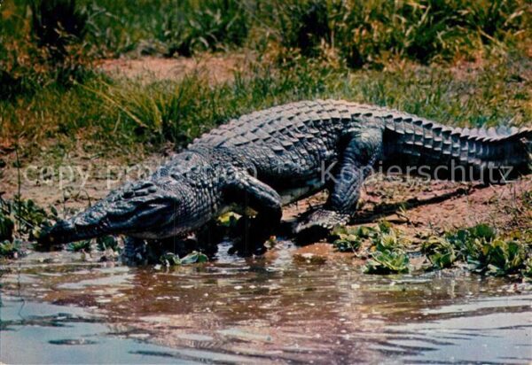 Krokodile African Fauna Crocodile