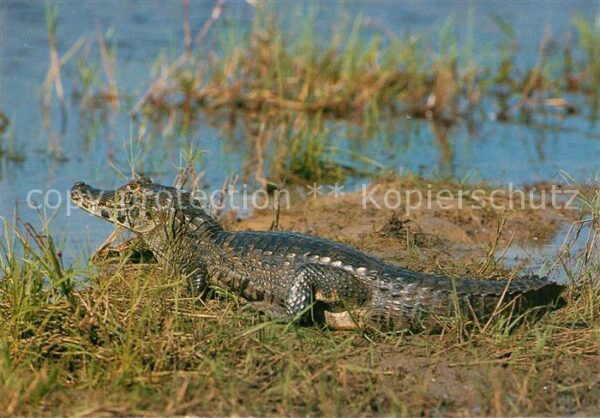 Krokodile Jacare-Alligator