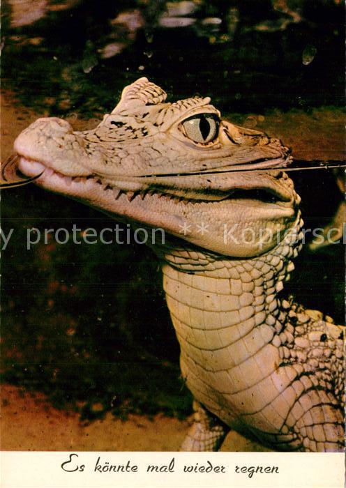 Krokodile