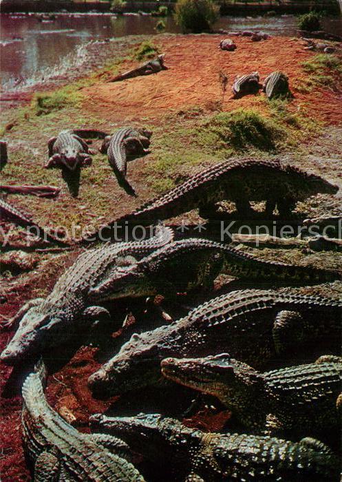 Krokodile Criadero de Cocodrilos Cienaga de Zapat